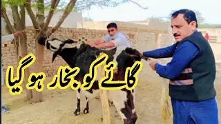 gae ko bukhar ho gya 😲 pk janwar