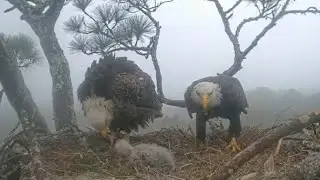 #birdwatching #birdlovers #birdsounds Live Stream