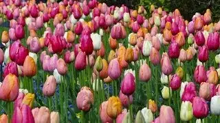 Spring flowers in Butchart Garden 2014 , Victoria, BC, Canada