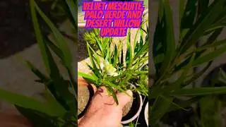 Growing Desert Trees from Seed To Hunt Under #shorts #grownfromseed #hunting #desert