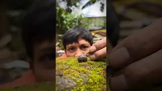 Cunning Alien, Cute pill millipede with a cute snail #pillmillipede
