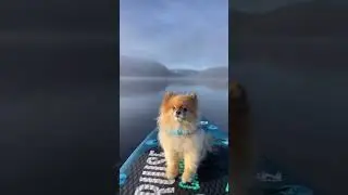SUP and pup - anything better? 🐶