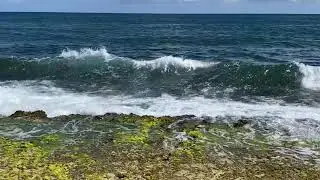 Honu Playing North Shore