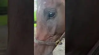 Joy of my life&hellip; #countrymusic #blessed #horse #thoroughbred #womeninag