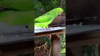 Parrot & Food | Realistic Bird Chaos Caught on Camera - Short
