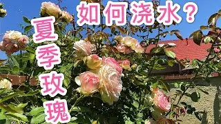 （园艺篇74）订阅我的一定要进来看看！玫瑰，绣球，三角梅，夏季浇水，这一集浇水不看真的辣手摧花！