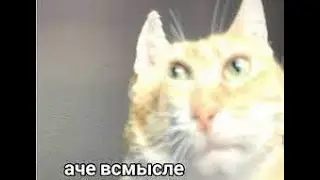 проверяю сайт на нитро (реально работает😱🤑)