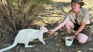 Kangaroo Island, Australia - Kangaroo Island Wildlife Park - Tammar Wallaby & Swamp Wallaby