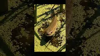 🎣 SECRET Fish Bait REVEALED! 🤫 HUGE Catch Guaranteed! 🤯 #fishing #bait