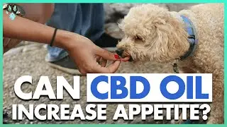 How CBD Oil Can Increase Your Dog&rsquo;s Appetite And Prevent Nausea & Vomiting