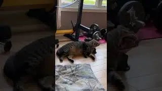 Moon&rsquo;s cool down routine
