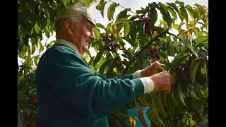 Castegnero: City of Cherries