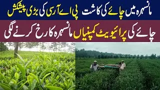 Tea Cultivation in Manshehra | Tea Cultivation in Pakistan || Kissan Pakistan