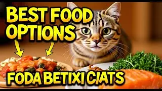 Best Food Options for Your Diabetic Cat