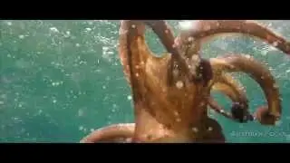 Snorkeling in Krk, Croatia