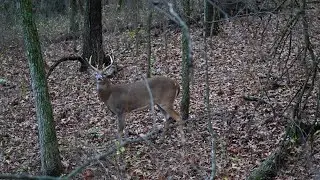 Wish every hunt was like this!! #bucks 