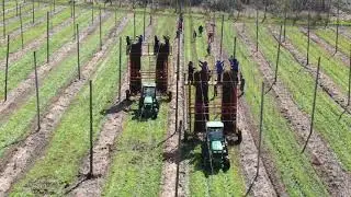 Spring Work in the Hop Yards