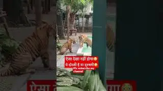 Viral video|| Tiger fight || #viral #tigers #tigerfight #scene #shorts #youtubeshorts