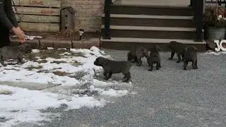 Cane Corso Puppies For Sale