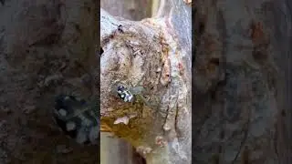 Tropical spider&rsquo;s life #shorts #sinakh #animals #pets #birds #fish #spider #nature #tropical #4k