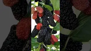 asmr mulberry 😋 #shorts #mulberry #fruits