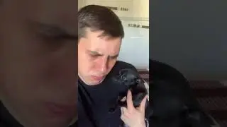 ХМ.. 😂#зоогостиница #лохматыйдом #тойчик #той