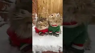 Mom, we want to go home)🥶 #cold #shorts #cats #cat #kitty #cute #catsoftiktok
