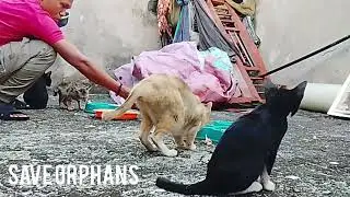 Chicken 🍗 and fried fish to build energy and health #cat 