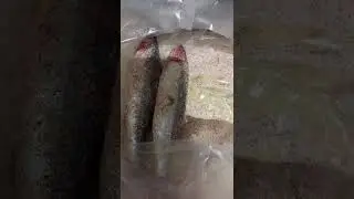 تمليح السردين البلدي على أصوله بطعم المحلات أسهل طريقة لعمل السردين المملح في المنزل 