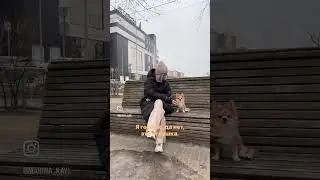 Реакция прохожих на реалистичную игрушку. #dog #валяние #копия #love #pets #puppy # чихуахуа