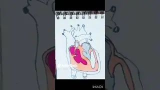 Easy heart diagram #schoolproject #shorts #heart