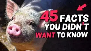 45 FACTS about EVERYTHING #3
