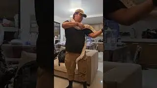cow reticulated python #reticulatedpython #snake