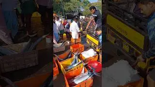 അയക്കൂറ ചാലിയം അയക്കൂറ #fishing #seafishing #fisherman #fish #shorts #casting
