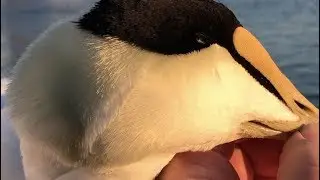 Eider Hunting Sea Duck Hunting Massachusetts Randy Drago the Cod Father