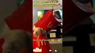 Funniest Cat Showdown Ever 🐱🤣