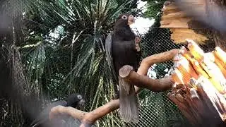 LORO PARQUE 2018 &ndash; Coracopsis vasa drouhardi