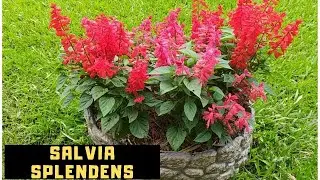 COMO CULTIVAR ALEGRIA DE JARDIM E MANTER SEMPRE FLORIDA