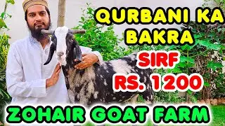 Special Offer by Zohair Goat Farm | Qurbani Ke Bakre Live Weight Ke Hisab Se 😍 Cattle Market Karachi