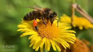 Bees in slow motion - shot on iPhone at 240fps