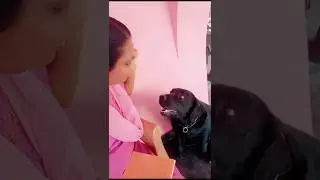Luna mol🥰🥰🥰 #love #youtubeshorts #music #labrador #petshub #song #funnyanimals #pets #plzsubs #luna