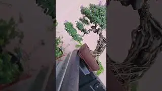 #ConceptPRO🌲🌲🌲#Bonsai_By_PRO🌳🌳🌳#BonsaiThailand🇹🇭🇹🇭🇹🇭#Bonsai🌿🌿🌿 #video🌼🌼🌼#hot💐💐💐 #disign🌺🌺🌺