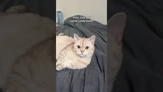 Так драматично 🤦🏻&zwj;♂️ #кот #кошки #cattowners #catsofyoutube