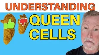 Beekeeping | Queen Cell: Finding Accessing & What To Do