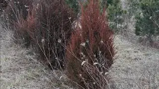 We Grow Eastern Red Cedar Trees
