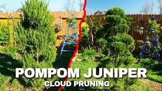 Mastering the Art of Cloud Pruning: Winter Maintenance for Hollywood PomPom Juniper (Zone 9b)