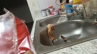 Dollar Tree:  Imperial Garden Lobster Egg Roll review
