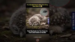 Baby Owls Sleep Face-Down 🦉😴