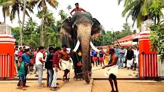 പാപ്പാന്മാർ ഫോട്ടോ എടുക്കാൻ വന്നവരോട് ചെയ്തത് കണ്ടോ | Cherpulassery Manikandan Elephant Mahout