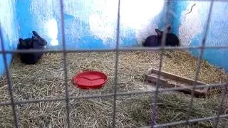 Молодняк. Простые кролики.